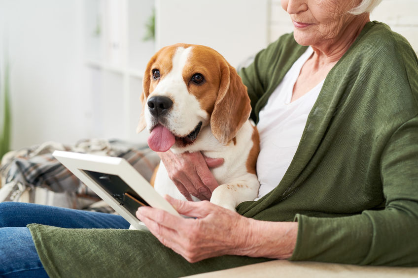 Mid section portrait of unrecognizable senior woman holding photograph and remembering husband while sitting in comfortable armchair at home with her dog, copy space